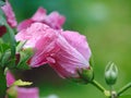 Macro photo with decorative background texture of pink petals and flower structure of Chinese rose or hibiscus plants Royalty Free Stock Photo