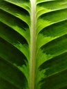 Macro photo with decorative background texture of plant leaf in shades of green