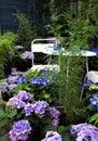 Macro photo with decorative background texture of purple and blue flowers of Bush hydrangea for landscaping and garden landscape