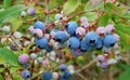 Macro photo with a decorative background texture of ripening tasty blue fruits of Amelanchier