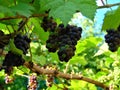 Macro photo with decorative background texture of vines with bunches of black berries and green leaves