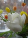 Macro photo with a decorative background of a white flower of a tulip plant for design Royalty Free Stock Photo
