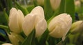 Macro photo with a decorative background of a white flower of a tulip plant for design Royalty Free Stock Photo