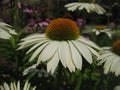 Macro photo with a decorative background of white flowers of a herbaceous Gardenia plant for landscape garden design