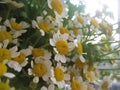 Macro photo with a decorative background of wild field plant flowers daisies for landscaping Royalty Free Stock Photo