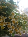 Macro photo with a decorative background of wild field plant flowers daisies for landscaping Royalty Free Stock Photo