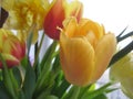 Macro photo with a decorative background of a yellow flower of a tulip plant for design Royalty Free Stock Photo