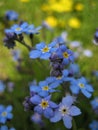 Macro photo with decorative beautiful background of wild forest grassy flowers forget-me-not plants or Myosotis family Boraginacea