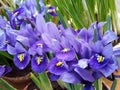 macro photo with a decorative floral background of blue flowers of a herbaceous bulbous iris plant for garden landscape design Royalty Free Stock Photo