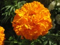 macro photo with a decorative floral background of an orange flower of a herbaceous medicinal plant of andscape design