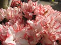 macro photo with a decorative floral background of pink flowers of the azalea shrub blooming in spring for garden landscape design Royalty Free Stock Photo