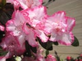 macro photo with a decorative floral background of pink flowers of the azalea shrub blooming in spring for garden landscape design Royalty Free Stock Photo