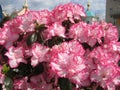 macro photo with a decorative floral background of pink flowers of the azalea shrub blooming in spring for garden landscape design Royalty Free Stock Photo