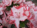macro photo with a decorative floral background of pink flowers of the azalea shrub blooming in spring for garden landscape design Royalty Free Stock Photo