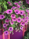 macro photo with a decorative floral background of pink flowers of a herbaceous petunia plant for decorating parks