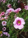 macro photo with a decorative floral background of pink flowers of a herbaceous petunia plant for decorating parks