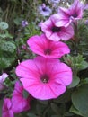 macro photo with a decorative floral background of pink flowers of a herbaceous petunia plant for decorating parks