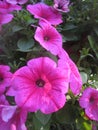 macro photo with a decorative floral background of pink flowers of a herbaceous petunia plant for landscape design