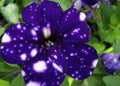 macro photo with a decorative floral background of a purple flower with white spots of a herbaceous petunia plant