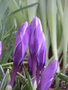 macro photo with a decorative floral background of purple flowers of a herbaceous crocus plant for landscape design Royalty Free Stock Photo