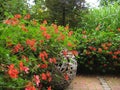 Macro photo with a decorative floral background of red flowers of a herbaceous geranium plant for garden landscape design