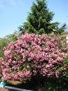 Macro photo with a decorative floral background of a southern flowering shrub with bright pink azalea flowers