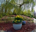 Macro photo with a decorative floral background of a spring garden with flowering plants and bulbous daffodils Royalty Free Stock Photo