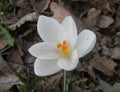 macro photo with decorative floral background of a white crocus flower in fallen withered foliage