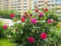 Macro photo with decorative flowers Bush Roses with petals of pink shades on blurred background of garden art landscape design Royalty Free Stock Photo