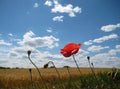 Macro photo with a decorative landscape backdrop of a rural field with wild flowers daisies in the sunset Royalty Free Stock Photo