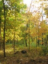 macro photo with a decorative landscape background of an autumn forest in a European habitat for design