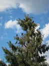 macro photo with a decorative natural background of birds on the branches of a spruce tree in a European garden for design Royalty Free Stock Photo