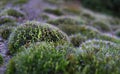 macro photo with a decorative natural background of green herbaceous moss plants in the thicket of the forest for design