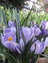Macro photo with a decorative natural background of purple flowers of a herbaceous crocus plant during spring flowering for garden Royalty Free Stock Photo