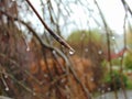 Macro photo with a decorative natural background of rainwater in the form of drops on the branches of an autumn tree in the park Royalty Free Stock Photo