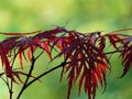 Macro photo with a decorative natural background of red leaves of a Japanese maple tree for garden and park landscape design Royalty Free Stock Photo