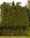 Macro photo with decorative natural background of shaped pruning of evergreen trees for garden landscape design