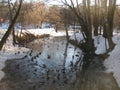 Macro photo with a decorative natural background of a winter landscape with floating birds on the banks of a forest river