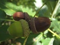 macro photo with a decorative natural background of yellow and brown acorn fruit on a branch of an oak tree Royalty Free Stock Photo