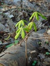 Macro photo with a decorative natural background of young green leaves of a chestnut tree in a European habitat in the forest Royalty Free Stock Photo