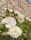 Macro photo with a decorative natural floral background of beautiful white flowers of a bush perennial rose plant Royalty Free Stock Photo