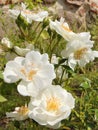 Macro photo with a decorative natural floral background of beautiful white flowers of a bush perennial rose plant Royalty Free Stock Photo