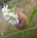 Macro photo with a decorative natural snail background on white flowers in a rural field for design