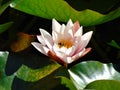 Macro photo with a decorative summer background texture purple petals of garden flowers water Lily Royalty Free Stock Photo