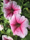 Macro photo with decorative texture background of beautiful delicate purple petals of herbaceous Petunia flower Royalty Free Stock Photo