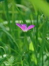 Macro photo with a decorative texture background green field of grass and beautiful wild flower geranium field