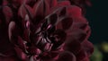 Macro photo Deep burgundy,red color dahlia,formal ornamental type, on a black background. Beautiful flower banner, close-up, copy