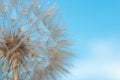 The macro photo of a deflowered flower of a dandelion against th