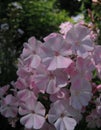 Macro photo of delicate flowers Phlox as a symbol of success, purity, longevity Royalty Free Stock Photo