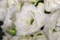 Macro photo of delicate petals on a white kalanchoe